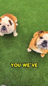 165K views · 8.8K reactions | Arsenal can do it tonight… can’t they? Nervous 﫣 ... but let’s make history  | BulldogPabs | Facebook