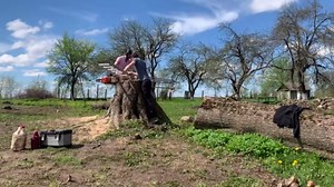 Quick and Efficient Tree Stump Removal with a Chainsaw