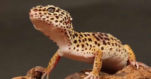 Salamander vs Gecko: What are the Differences?