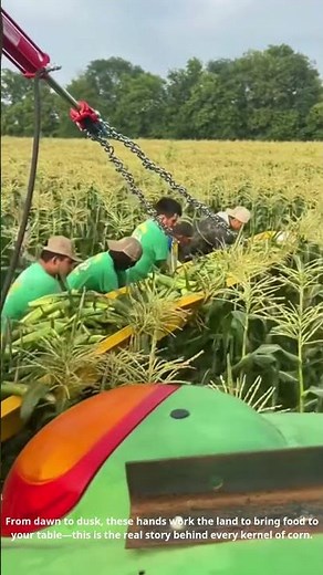 Harvesting Gold: Corn Picking Season in Full Swing on the Farm