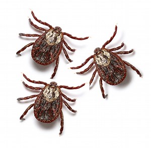 Ticks Identification and Control Tips