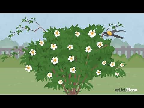 How to Prune Hibiscus