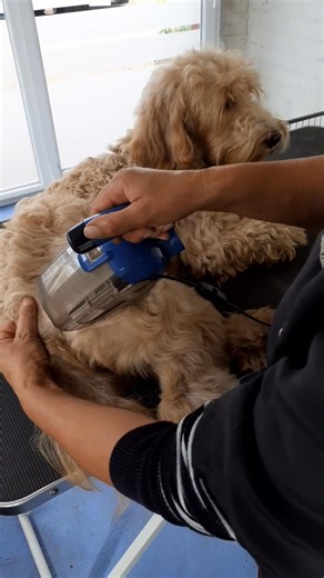 6K views · 15 reactions | The question is not "Does it work?" Since thousands of dogparents and professional groomers worldwide use our brush and are very happy with it. But the question is whether you are willing to allow yourself time to get handy with it since it is a totally different way of brushing than you and your dog are used to. #Doodle #Labradoodle #goldendoodle #shihtzu #poodle #cockapoo | Auto Dog Brush | Facebook