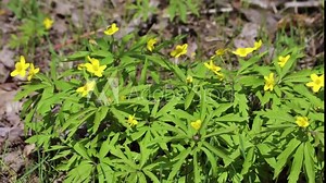 Ranunculus repens, the creeping buttercup, is a flowering plant in the buttercup family Ranunculaceae, native to Europe, Asia and northwestern Africa. Stock Video