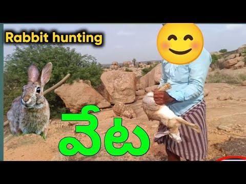 How I Built DIY Rabbit Traps & కుందేలు ఉచ్చులు కట్టే విధానం.How To Make A Rabbit Snare Trap