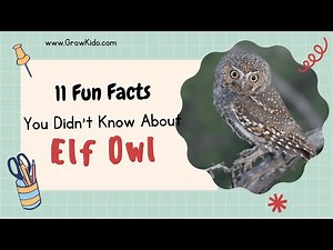 11 (New) Elf Owl Facts You Didn't Know [Must Check #4]