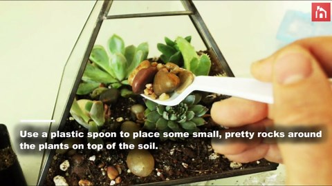 DIY Terrarium: Simple, Easy, and Modern Greenery