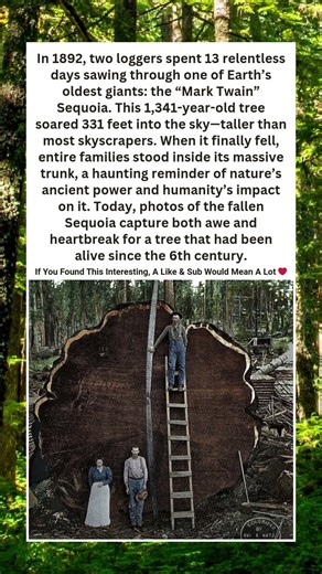 The Giant Sequoia Humans Felled🪚