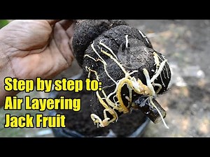 How To Grafting (Air Layering) JackFruit Step by Step