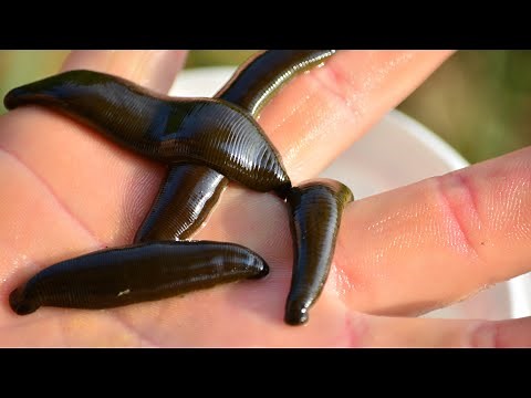 Earthworms and Leeches | Fascinating Creatures of the Annelida Phylum