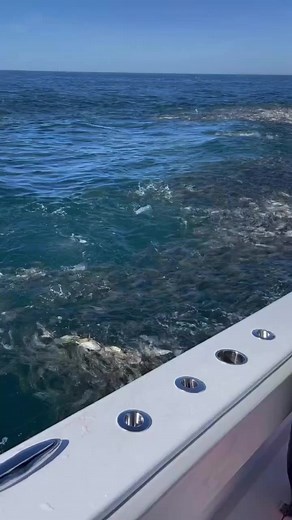 Have you ever seen anything like this?!?! 🐟😳 @mexican_gulf_fishing with the bait insanity!! We fish with them every year, and can’t recommend them enough 💯💯 | Next Catch Fishing