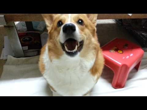 Barking corgi
