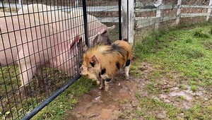 61K views · 4.5K reactions | Moby is lining them up to kick ass and show everyone who’s boss . He still has some testosterone left so he has security following him around the sanctuary for now to make sure he does not bet his cute butt kicked . I feel bad I think they are just laughing about how freaking cute he is . It’s hard to be a tough guy and be so cute . Peace, Love & Pigs | Arthur's Acres Animal Sanctuary | Facebook