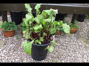 Pot grown Beetroot (Beets) update. How to grow Beetroot, How to grow Beets.