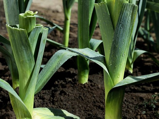 How To Grow And Harvest Leeks  - Bunnings Australia