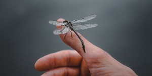 NVMe SSD и NVM Express – Всичко, което трябва да знаем