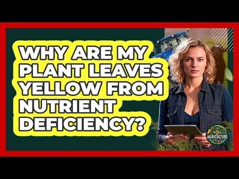 Why Are My Plant Leaves Yellow From Nutrient Deficiency?