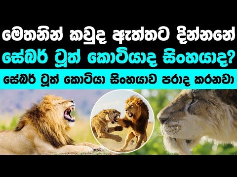 සේබර්ටූත් කොටියා සහ සිංහයා අතර සටනකින් කවුරු දිනයිද? | Sabertooth Tiger vs Lion: Who Would Win?