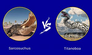 Epic Battles: The Largest Crocodile Ever vs. The Largest Snake