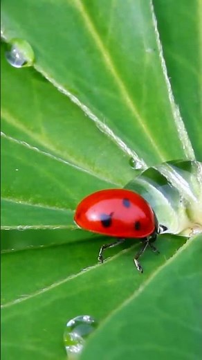 Fascinating Facts About Ladybugs