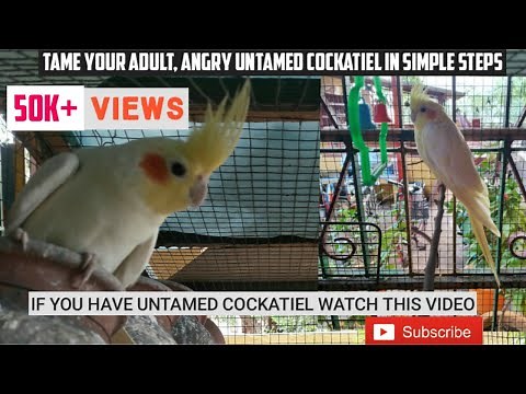 How to train your adult and wild cockatiel|Earn your cockatiel's trust|STEP WISE TRAINING|#WITH_MIKE