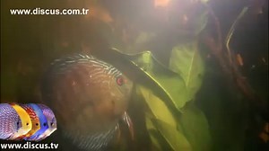 Wild Discus in their natural habitat. | Central Florida Aquarium Society - CFLAS.org