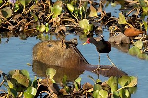 12 Capybara Facts and Questions Answered