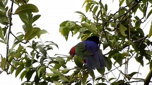 Another Indonesian endemic parrot we found during the parrot trip 2016 in Seram island, the Moluccan King-parrot (Alisterus amboinensis). These birds really like to eat unripe banana. So in order to find them, we looked for banana farm at the edge of the forest. Even though we missed to see them eating bananas and saw them eating young leaves instead, but we were lucky to see 7 individuals of this bird on one rainy afternoon. The birds seemed wanted to dry their feathers and make sure the stomac