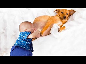 Best Dog Mom Nursing Babies | Dogs Can Take Care Of All Animals