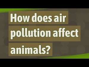 How does air pollution affect animals?