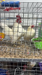 7.1K views · 43 reactions | 10843 sw 40 st | Luis Rodriguez | Facebook