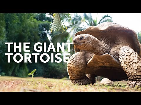 Surviving Extinction: The Resilient Giant Tortoise | Nature Documentary