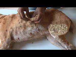 犬からワームを取り除くRemoving mangoworm in dog #40