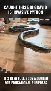 81K views · 1K reactions | Caught a 15' Gravid Invasive Python and Turned It into A Full Body Mount | Python Cowboy Hunts | Facebook
