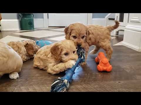 F1 Cockapoo Puppies! GORGEOUS!!!