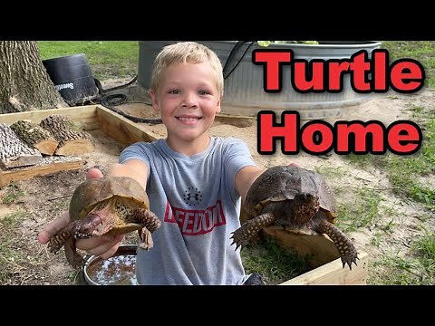 How to Build an Outdoor Turtle Enclosure