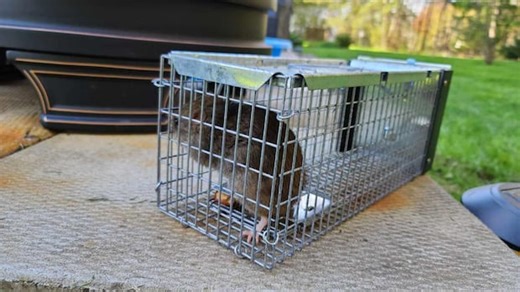 Councillor wants 'all hands on deck' to solve Ottawa's rat problem