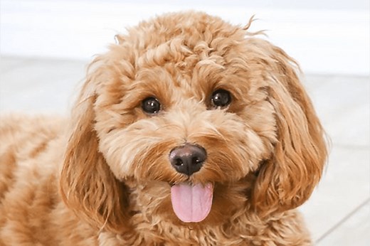 5 of the Most Adorable Goldendoodle Haircuts to Try on Your Curly-Haired Cutie