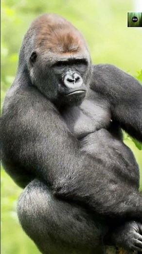Amazing Gorilla Behavior | Strength, Intelligence, and Love in the Wild