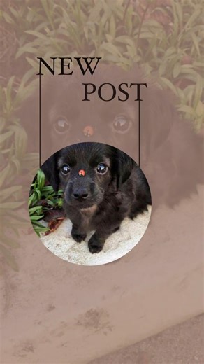 Easy and aesthetic Instagram Story Idea tutorial - Part 9