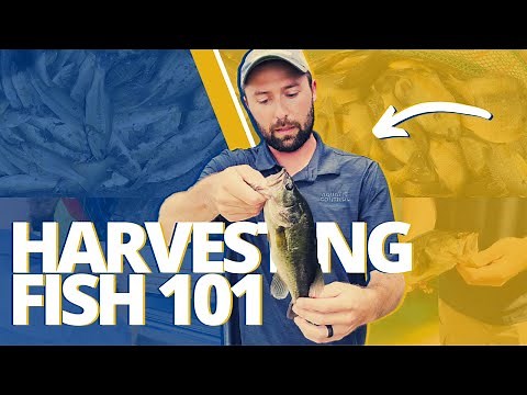 How To Harvest Fish In Your Pond | A Fisheries Biologist's Perspective