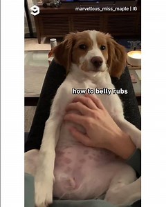 When hooman gives you average belly rubs 🙄 By marvellous_miss_maple | IG | Barked