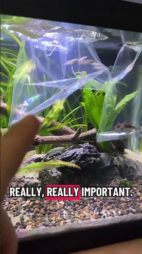 How to Acclimate Fish Properly | Beginner Aquarium Tip 🐟