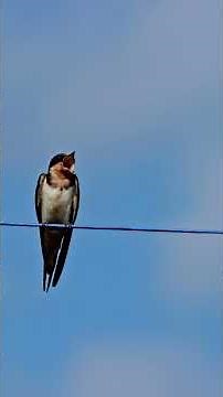 Barn Swallow Species Guide: Appearance, Diet, Habitat, Behavior, Stats, And Conservation Status