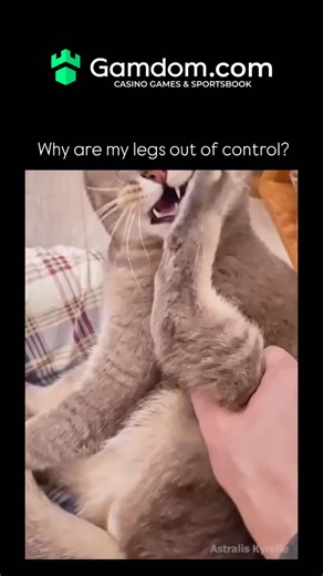 2026newtrend on Instagram: "This video perfectly captures the chaotic beauty of life with a cat. It starts with a question: “Why are my legs out of control?” illustrated by a piece of poultry, which is just bizarrely perfect. Then we cut to the mastermind: a gorgeous, slightly disgruntled cat (looks like a Scottish Fold or British Shorthair mix) who is clearly wrestling with the philosophical implications of having legs. One paw is held up like a microphone, or perhaps a tiny, smelly scepter, wh
