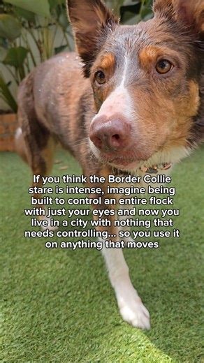 19K views · 133 reactions | This is the Border Collie stare  When a...