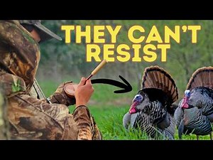 How to Call In Turkeys: Step-by-Step Beginner’s Guide to Turkey Hunting