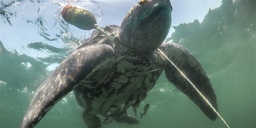 Good Samaritans rescue trapped loggerhead sea turtle