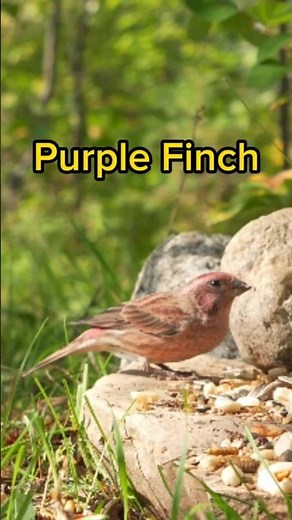 Purple Finch - Bird Identification