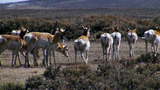 How wildlife bridges over highways make animals—and people—safer